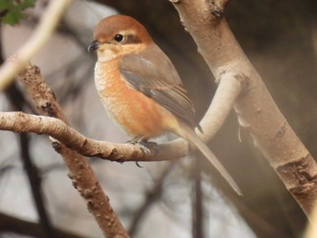 Bull-headed Shrike 葉山 Wed, 1/3/2024