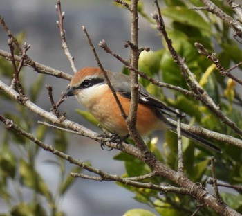 Wed, 1/3/2024 Birding report at 葉山