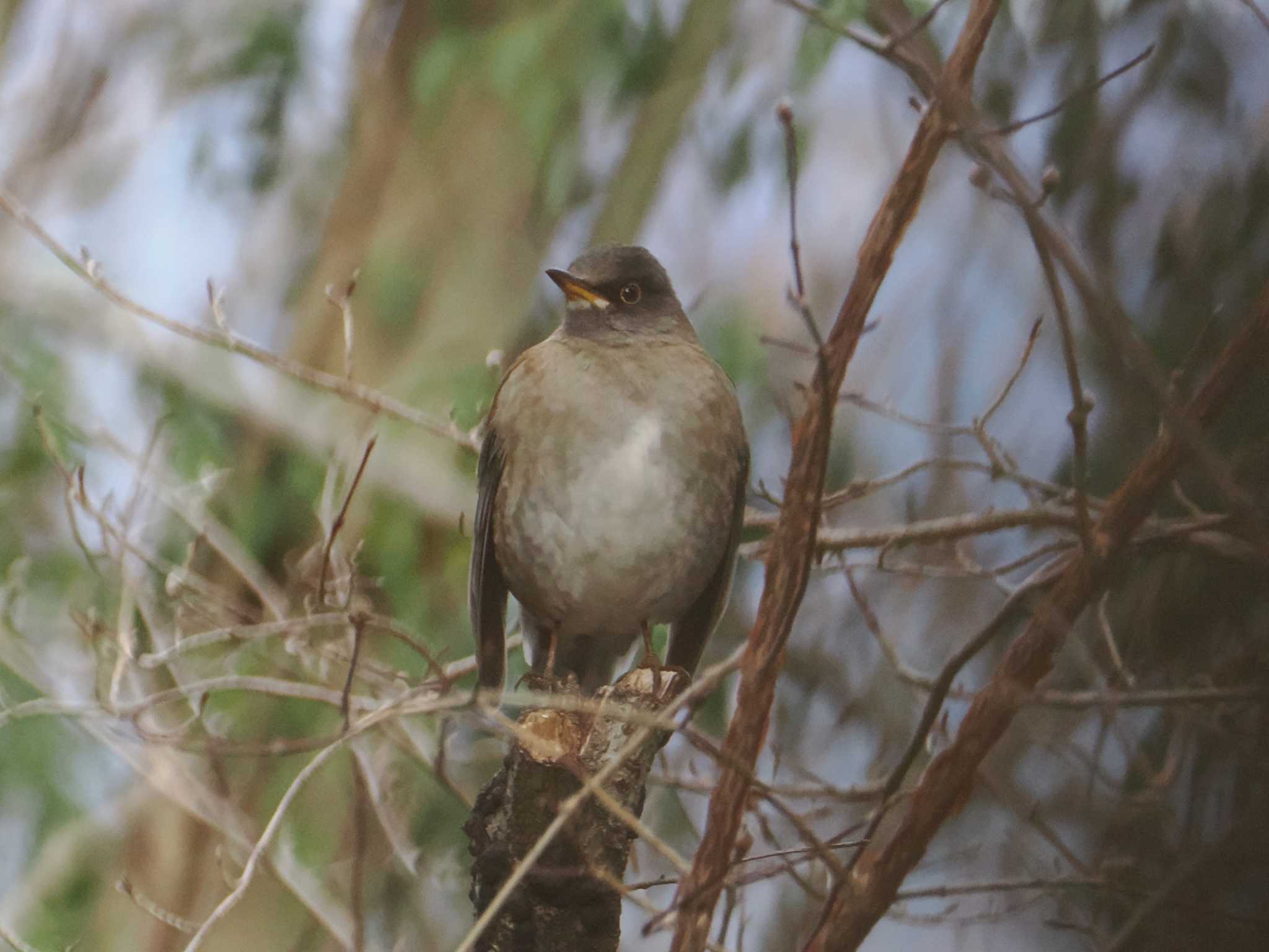 Photo of Pale Thrush at 権現山(弘法山公園) by こむぎこねこ