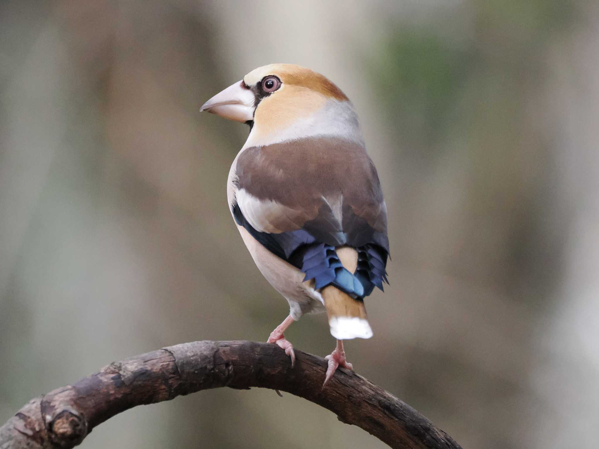 Photo of Hawfinch at 権現山(弘法山公園) by こむぎこねこ