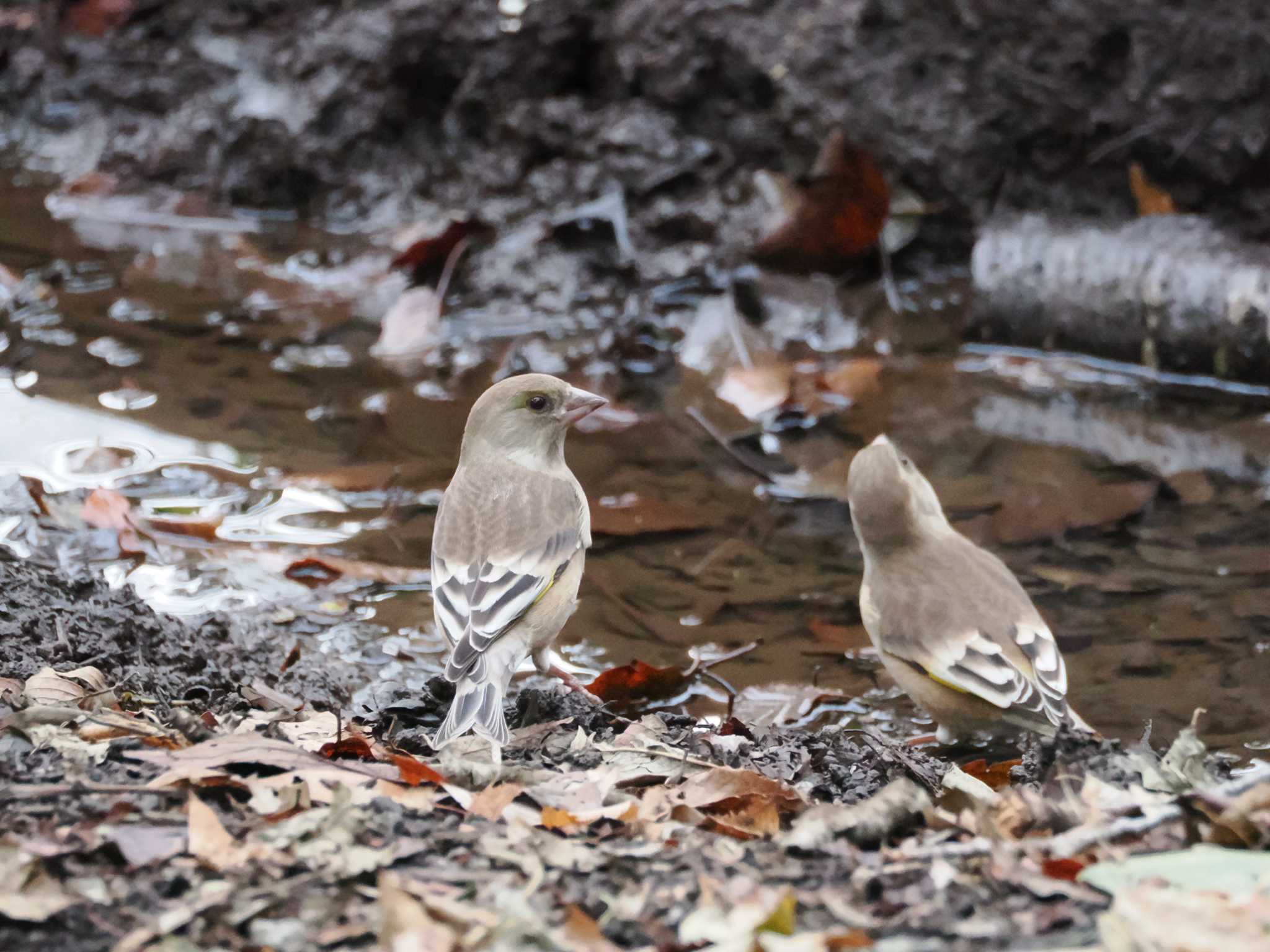 Grey-capped Greenfinch