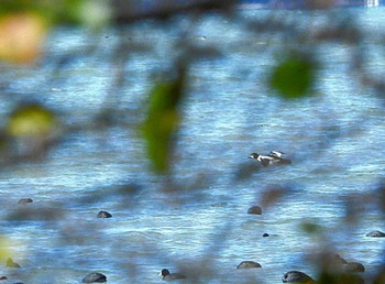 Common Goldeneye 草津下物 Sun, 12/24/2023