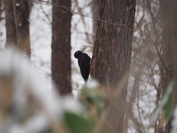 Black Woodpecker 札幌市内 Tue, 1/2/2024