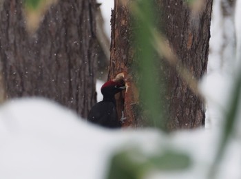 Black Woodpecker 札幌市内 Tue, 1/2/2024