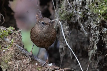 Eurasian Wren Unknown Spots Wed, 1/3/2024