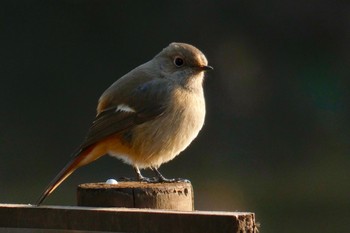 Daurian Redstart 東京都S公園 Tue, 2/6/2018