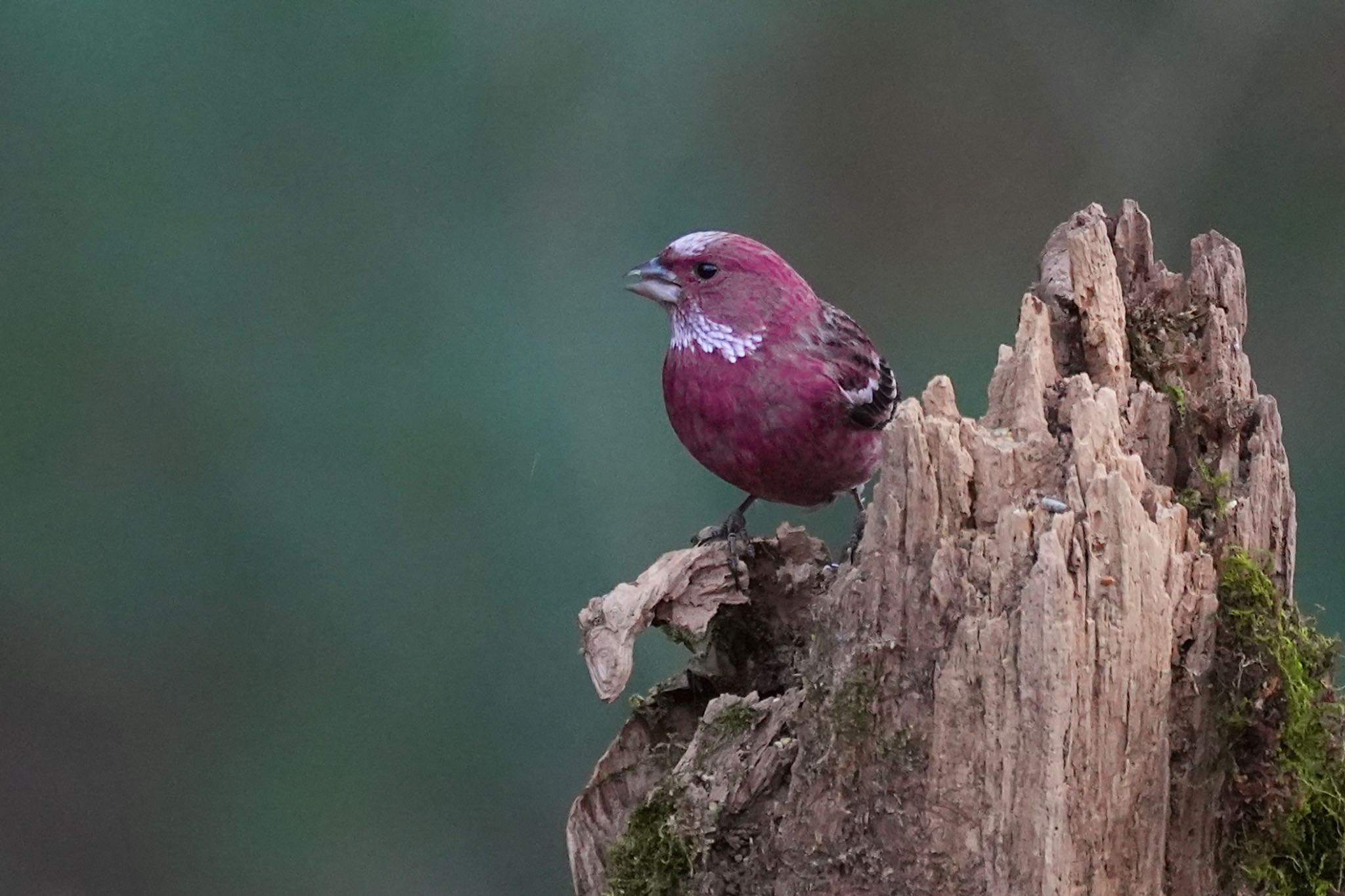 Pallas's Rosefinch