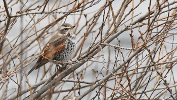 2024年1月3日(水) 小諸発電所第一調整池(杉の木貯水池)の野鳥観察記録