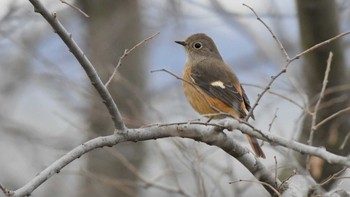 ジョウビタキ 小諸発電所第一調整池(杉の木貯水池) 2024年1月3日(水)