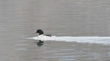 カワアイサ 小諸発電所第一調整池(杉の木貯水池) 2024年1月3日(水)