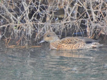 Eurasian Wigeon 広島県立中央森林公園 Thu, 12/21/2023