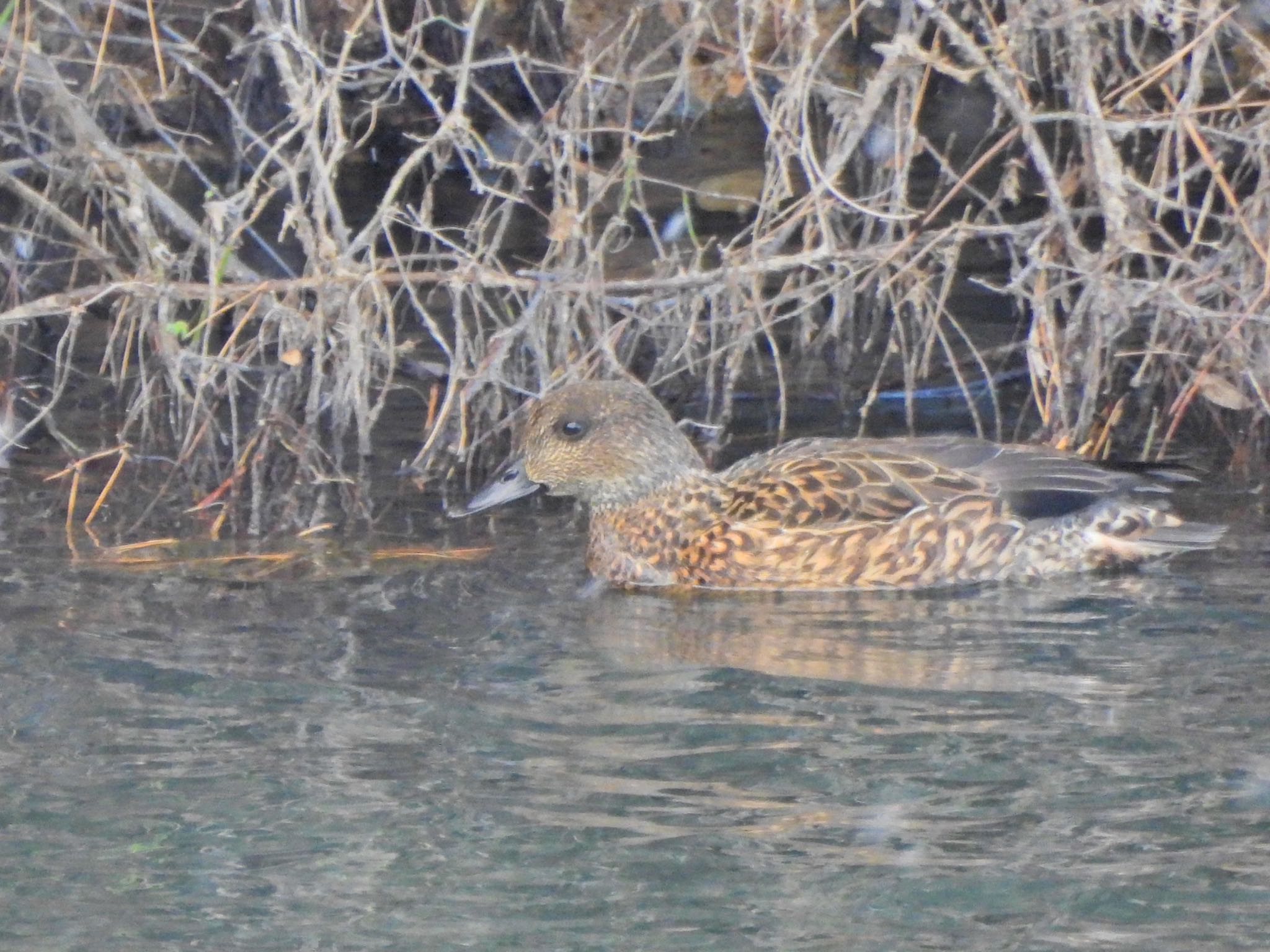 Photo of Eurasian Wigeon at 広島県立中央森林公園 by クロやん