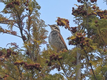 Dusky Thrush 広島県立中央森林公園 Thu, 12/21/2023