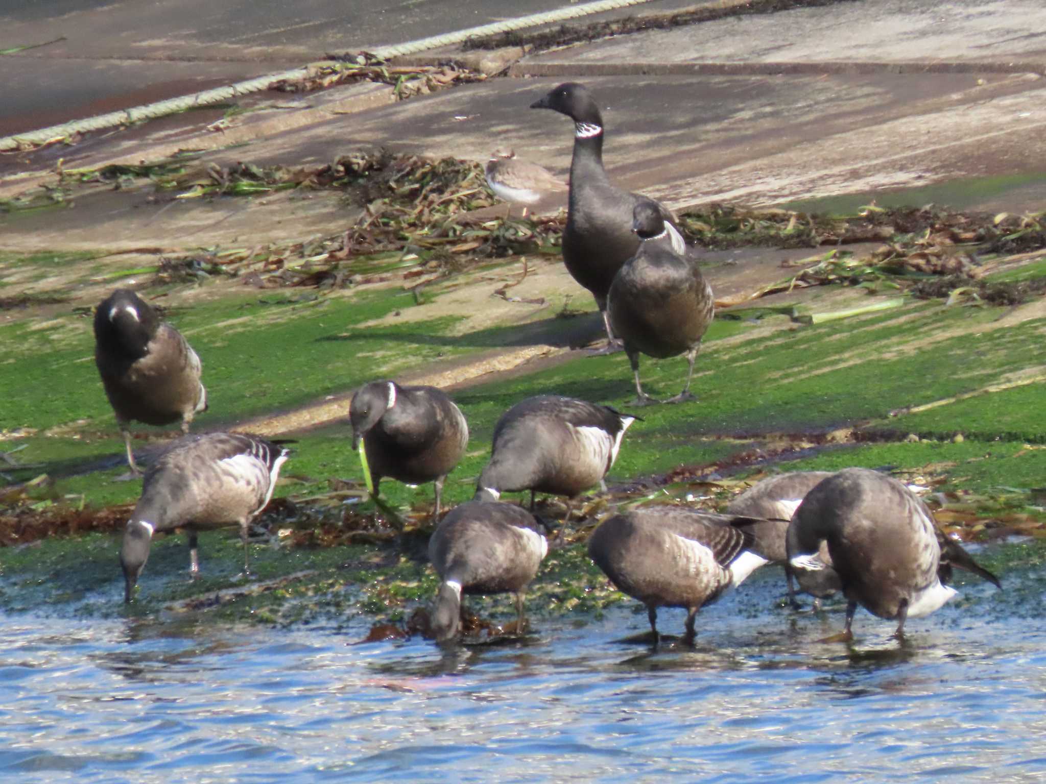 Brant Goose