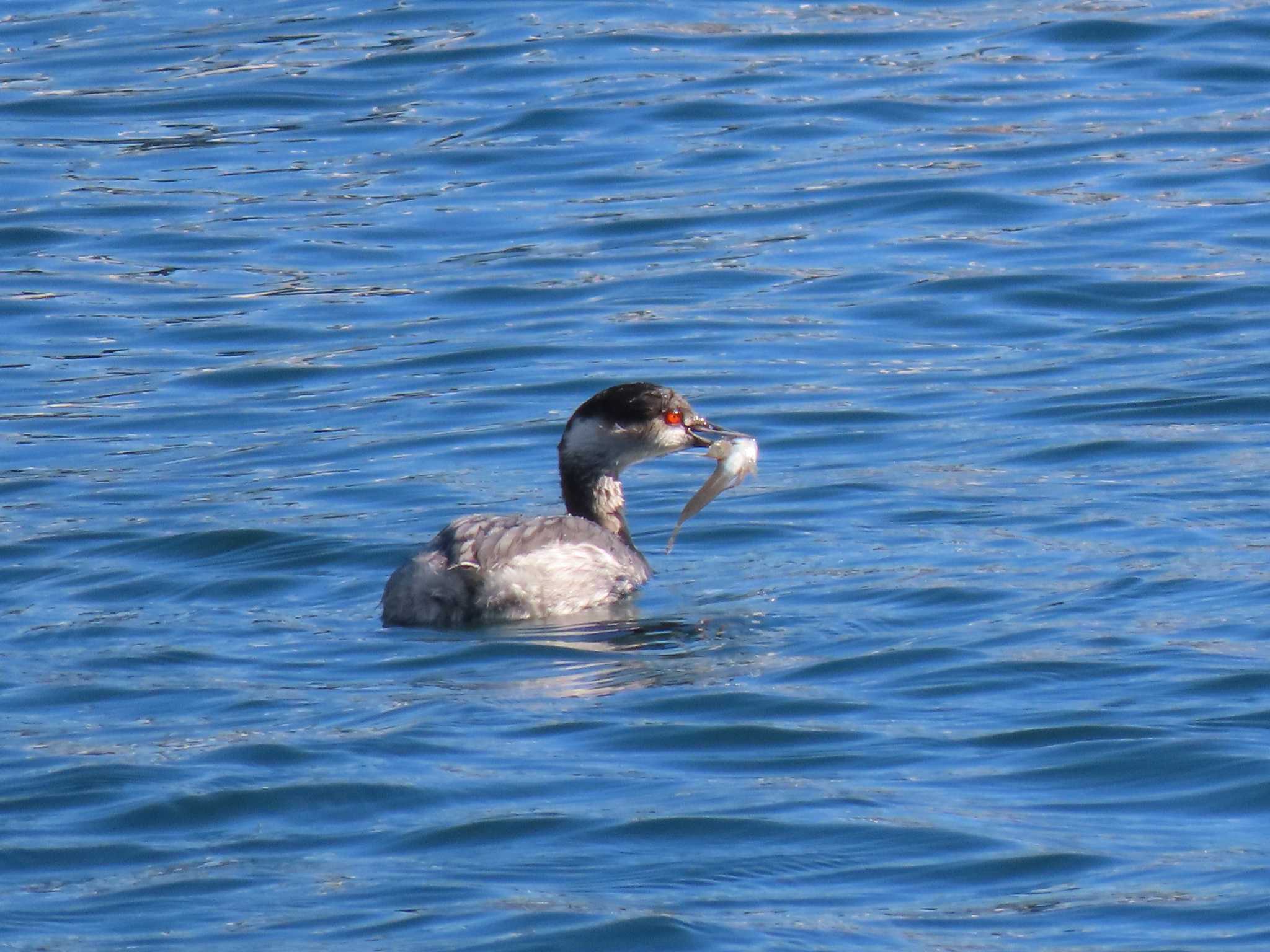 Black-necked Grebe