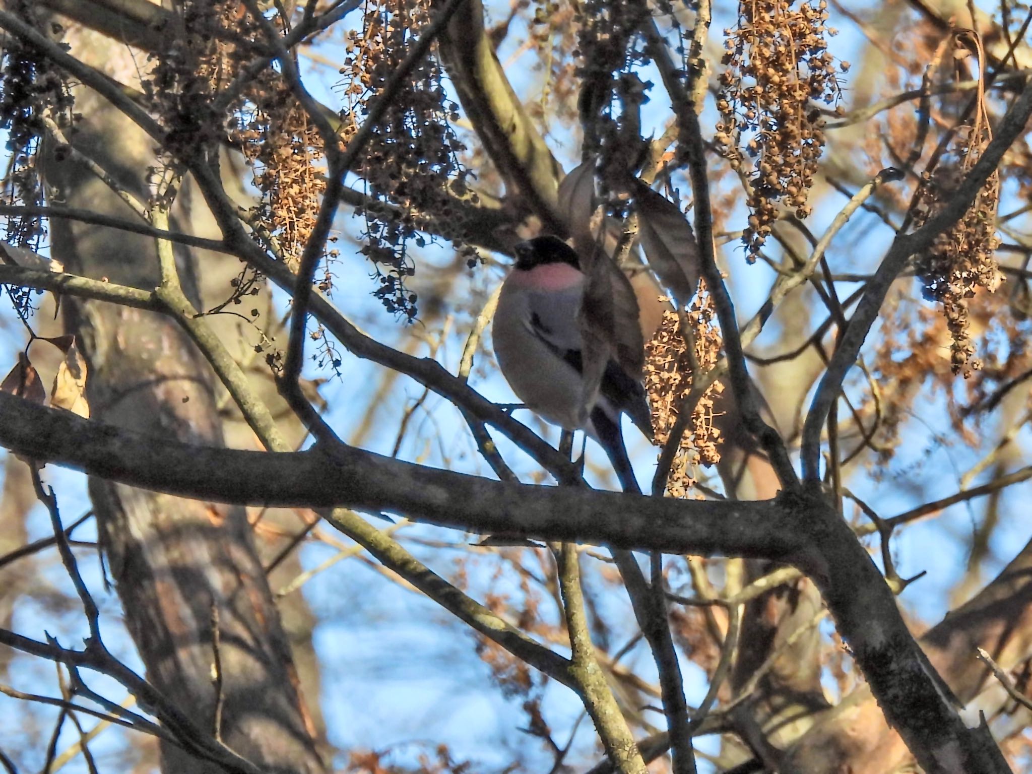 Eurasian Bullfinch