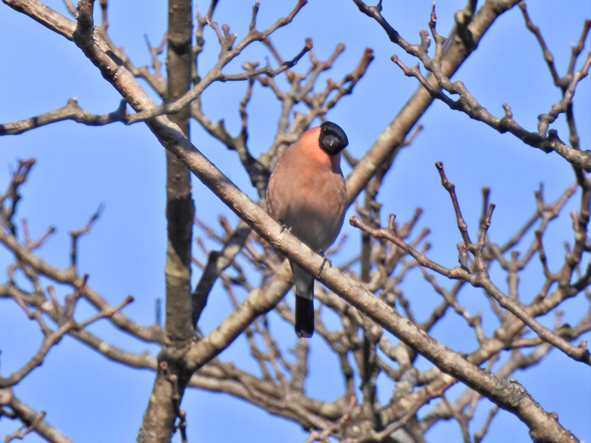 Eurasian Bullfinch(rosacea)