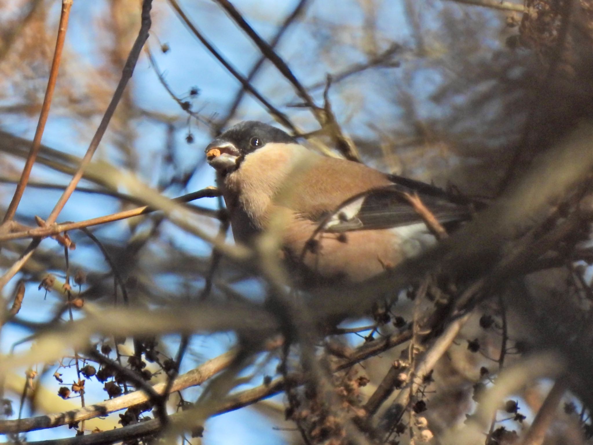 Eurasian Bullfinch