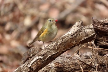 ルリビタキ 小宮公園(八王子) 2023年12月28日(木)