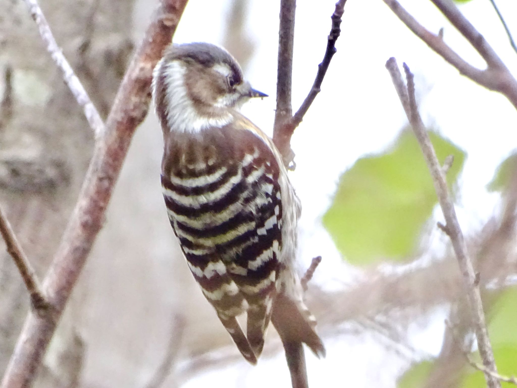 Japanese Pygmy Woodpecker