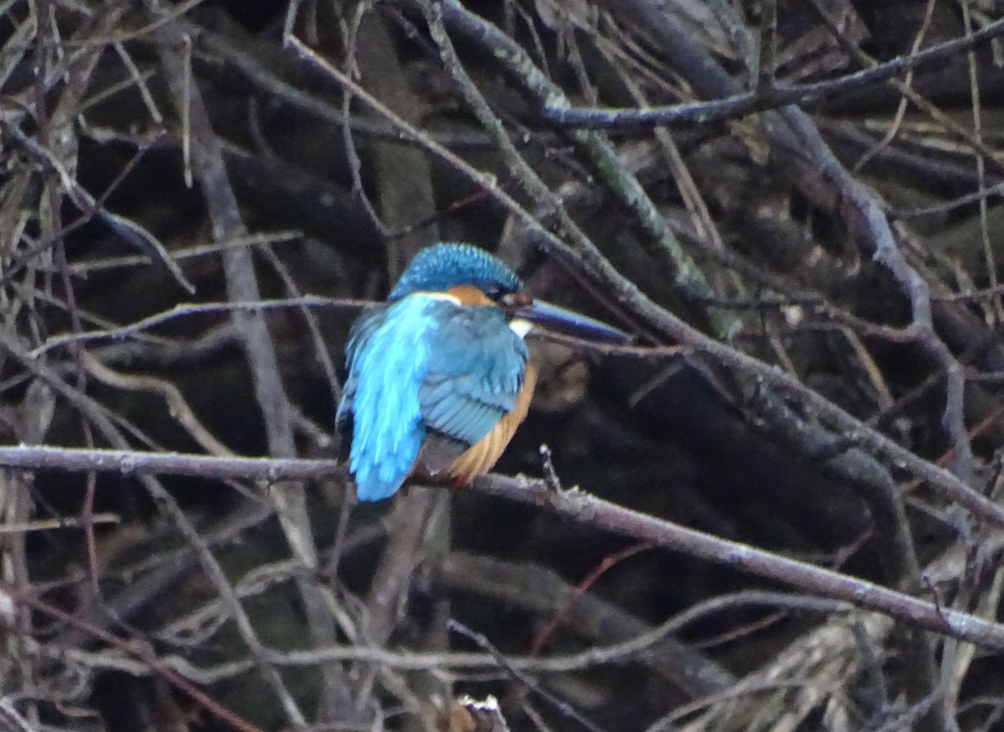 Common Kingfisher