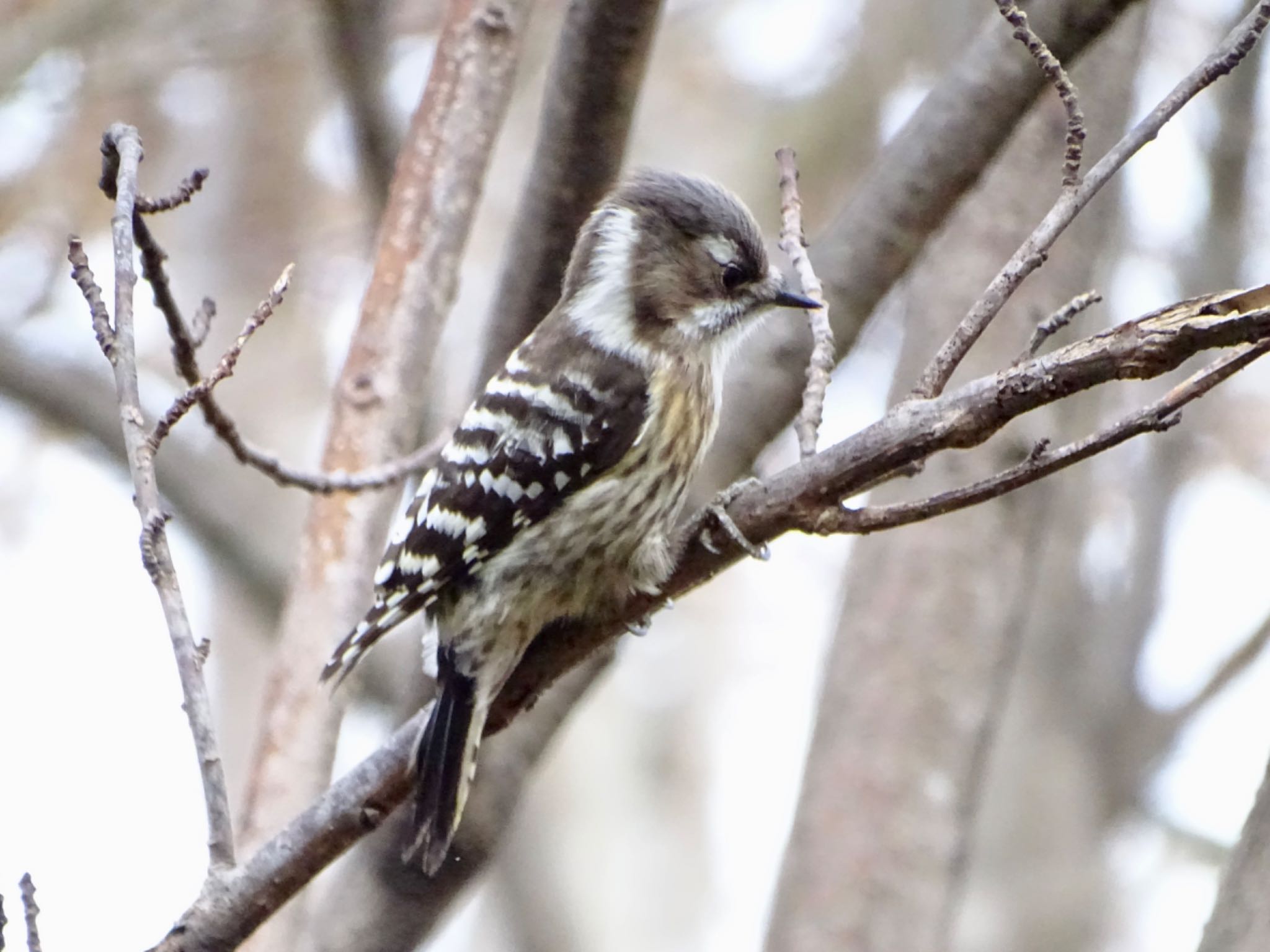 Japanese Pygmy Woodpecker