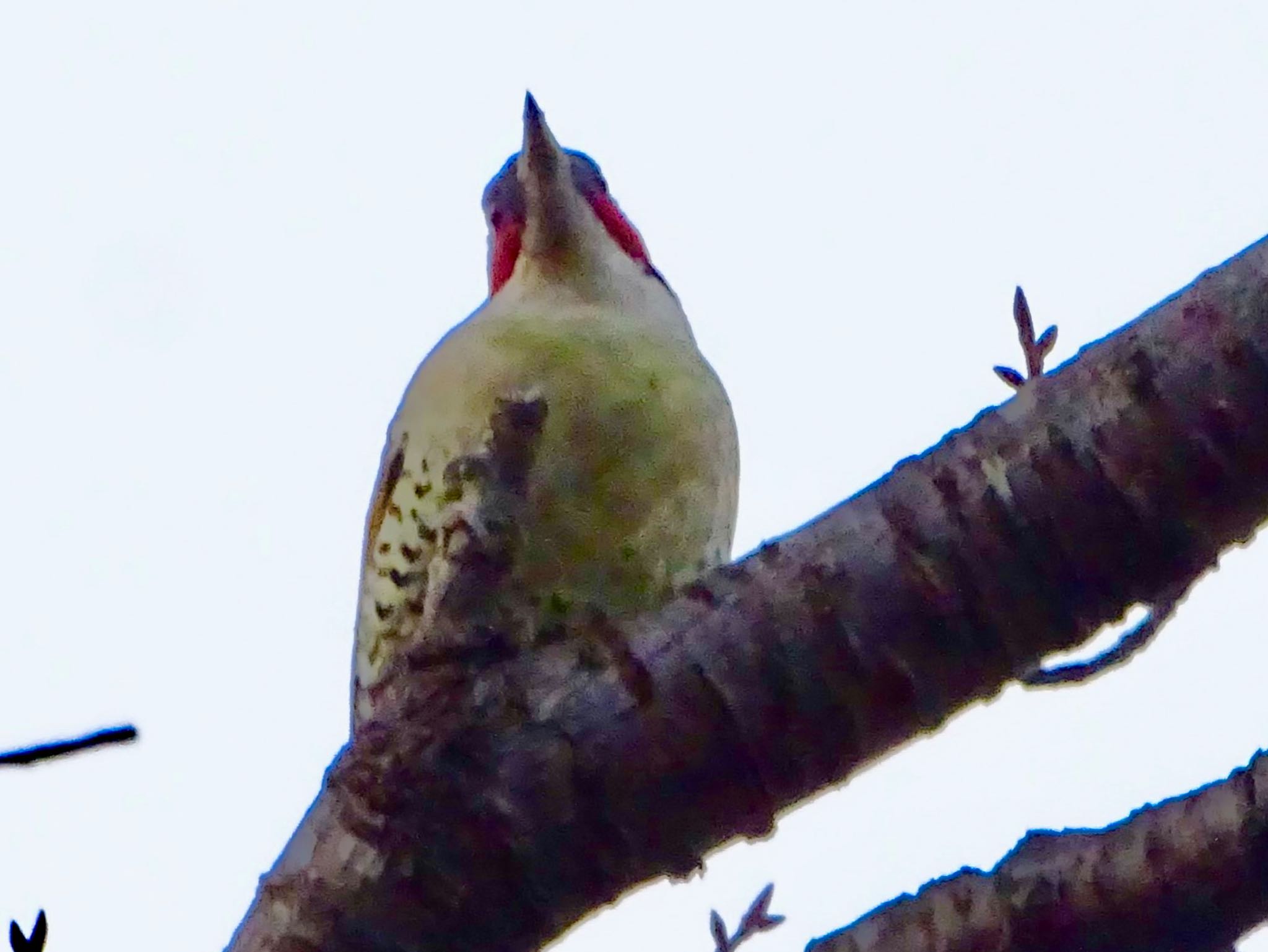 Japanese Green Woodpecker