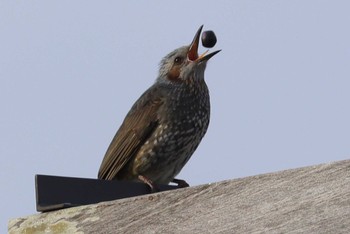 2024年1月3日(水) 銚子漁港の野鳥観察記録