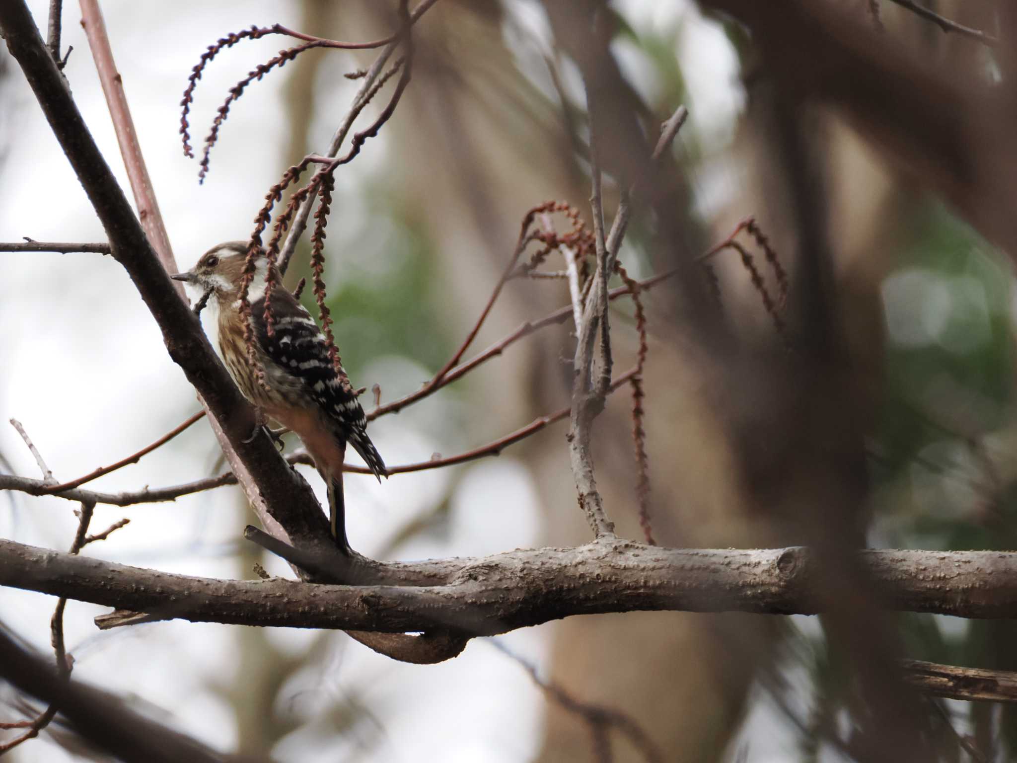 Japanese Pygmy Woodpecker