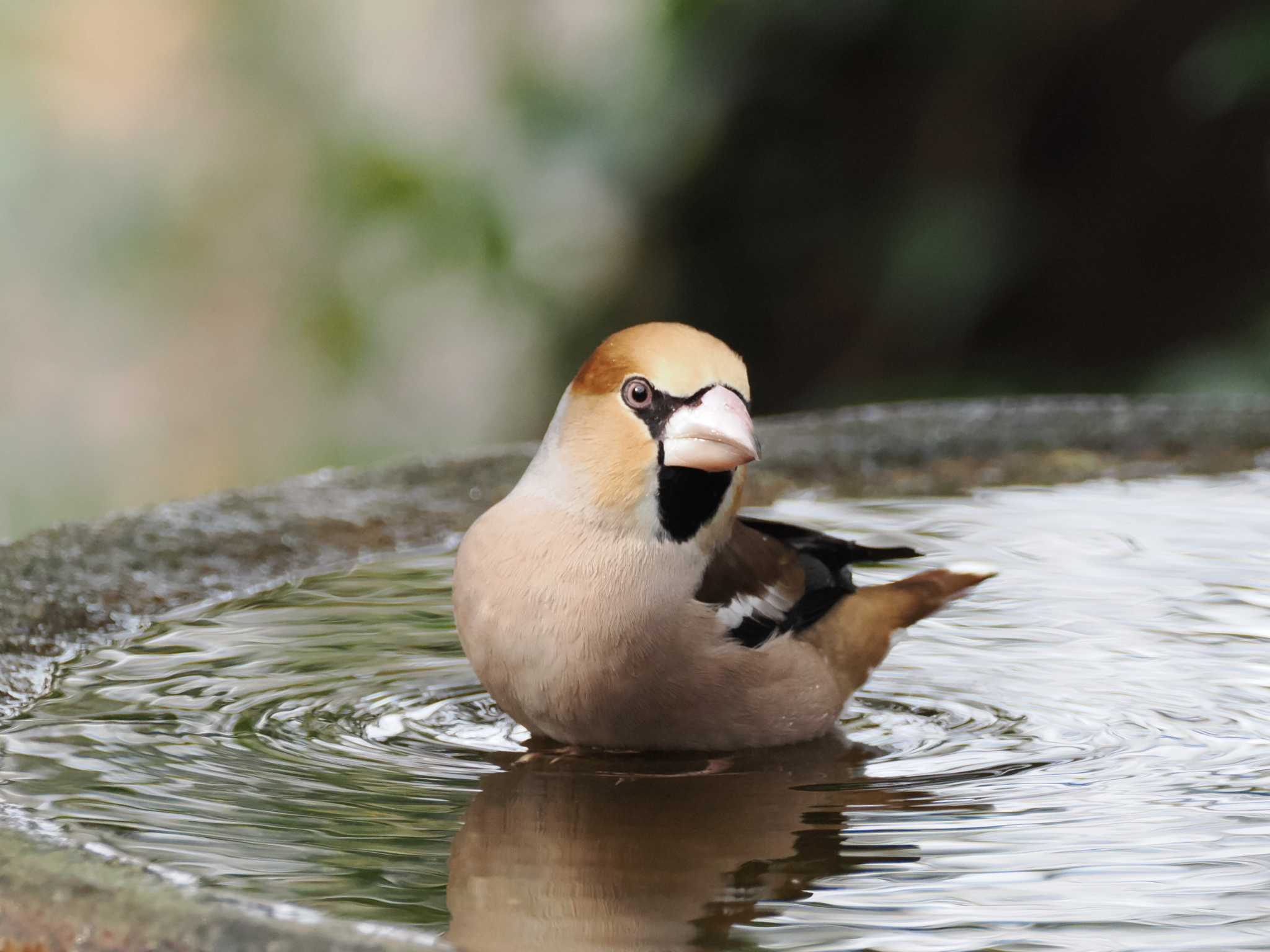 Hawfinch