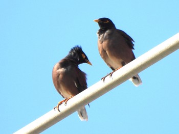 Common Myna Ishigaki Island Tue, 1/2/2024