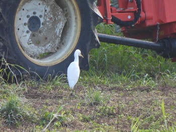 Eastern Cattle Egret Ishigaki Island Tue, 1/2/2024