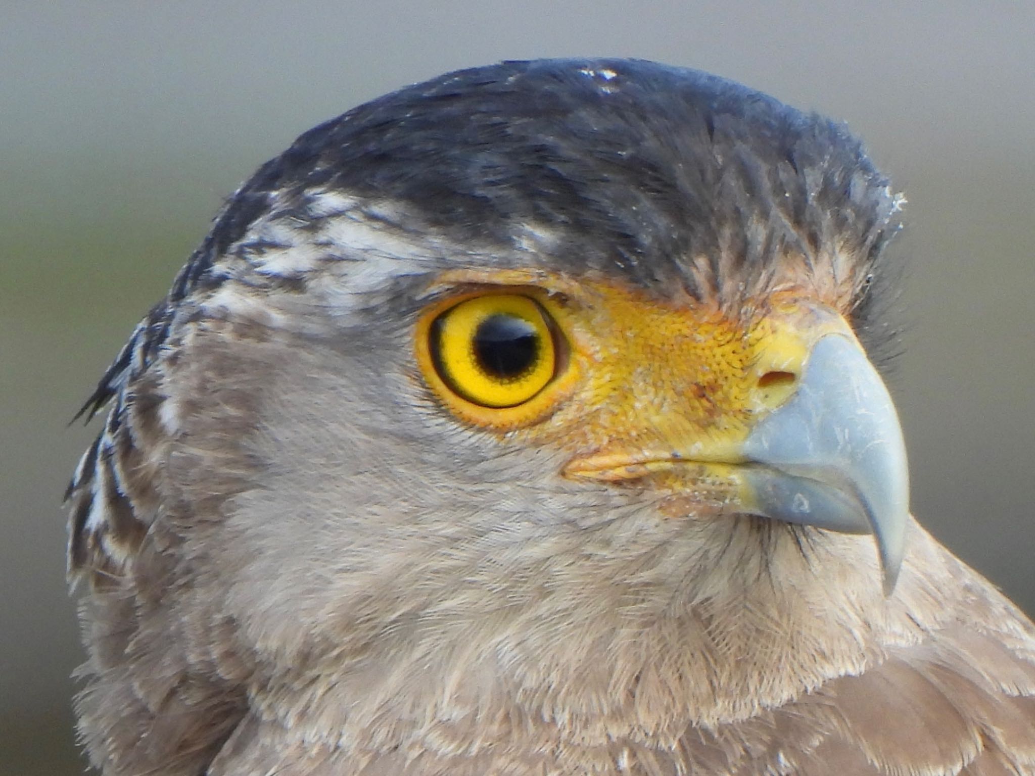 Photo of Crested Serpent Eagle at Ishigaki Island by ツピ太郎