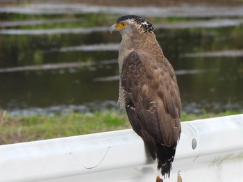 Crested Serpent Eagle Ishigaki Island Tue, 1/2/2024