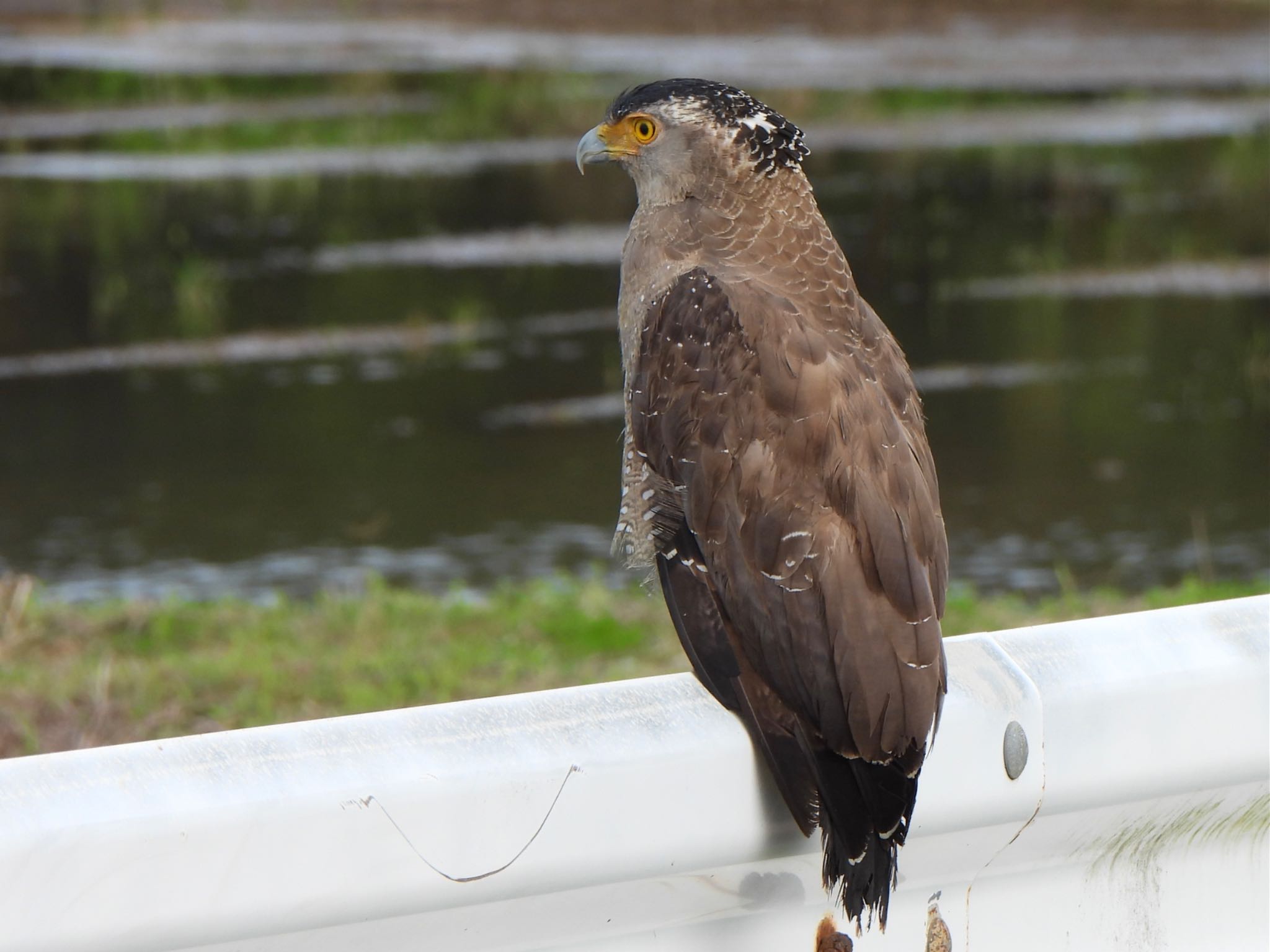 Photo of Crested Serpent Eagle at Ishigaki Island by ツピ太郎