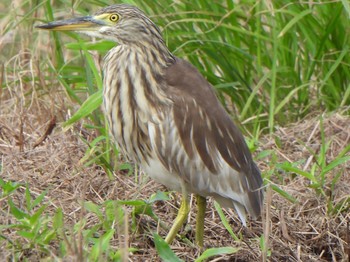 Chinese Pond Heron Ishigaki Island Tue, 1/2/2024