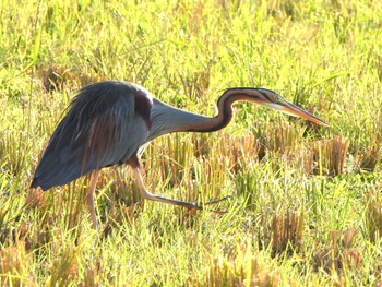 Purple Heron Ishigaki Island Tue, 1/2/2024