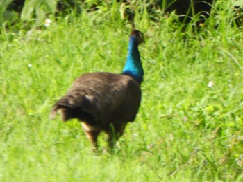 Indian Peafowl Ishigaki Island Tue, 1/2/2024