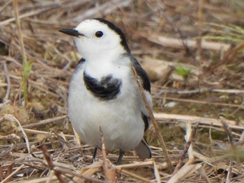 White Wagtail(leucopsis) Ishigaki Island Tue, 1/2/2024