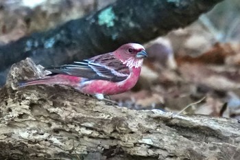 Pallas's Rosefinch Saitama Prefecture Forest Park Tue, 1/2/2024