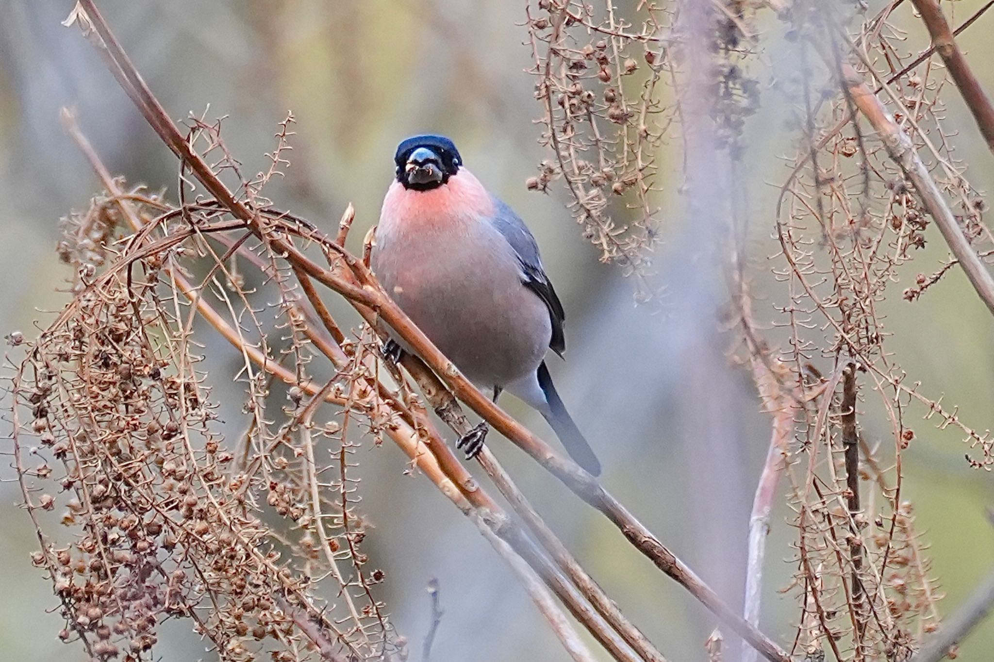 Eurasian Bullfinch(rosacea)