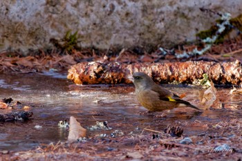 Grey-capped Greenfinch 創造の森(山梨県) Sat, 12/30/2023