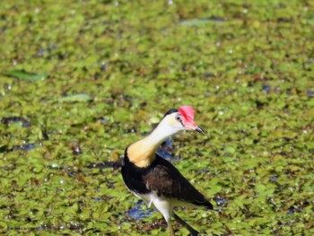 Comb-crested Jacana Sandy Camp, Wynnum West, QLD, Australia Wed, 12/27/2023