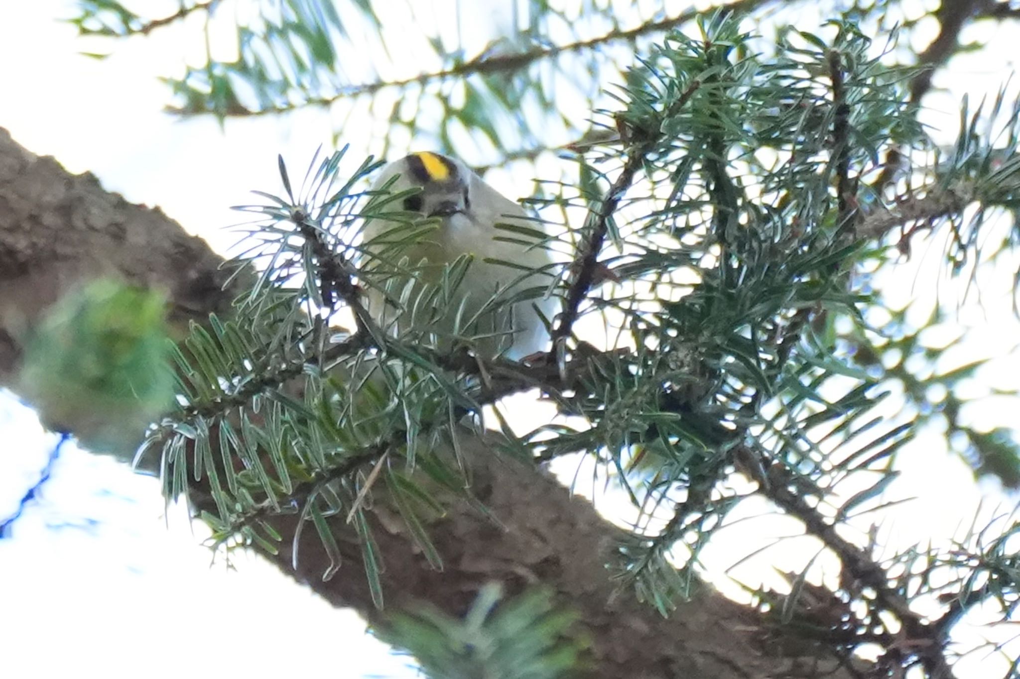 Goldcrest