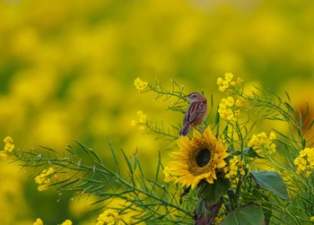 2024年1月3日(水) 神奈川県の野鳥観察記録