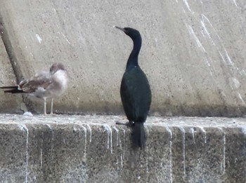 Pelagic Cormorant Choshi Fishing Port Thu, 12/28/2023