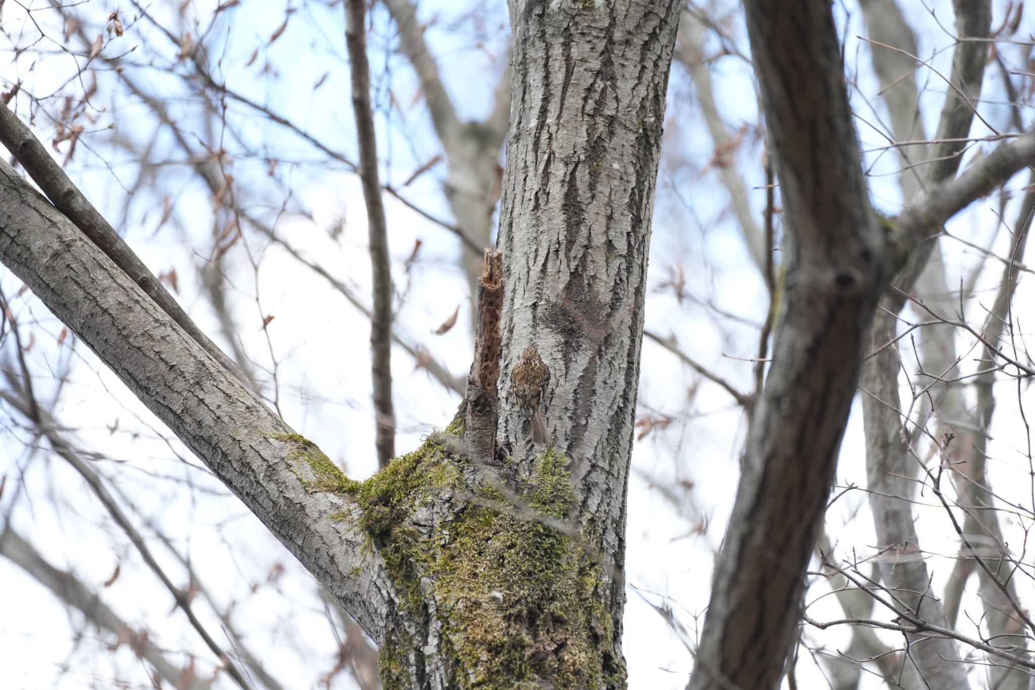 Eurasian Treecreeper