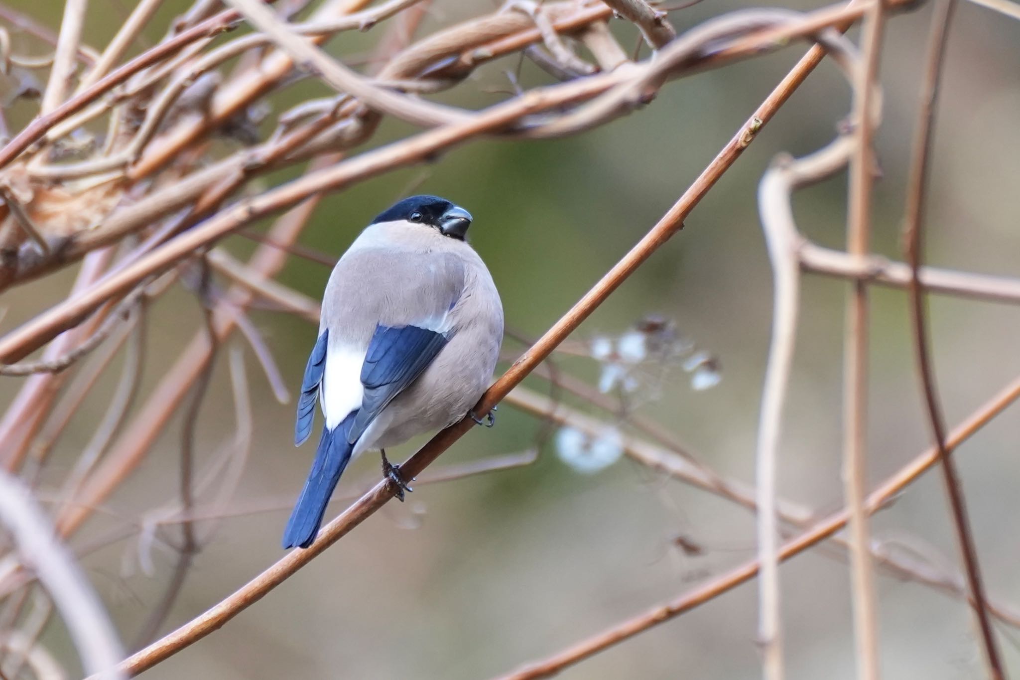 Eurasian Bullfinch(rosacea)