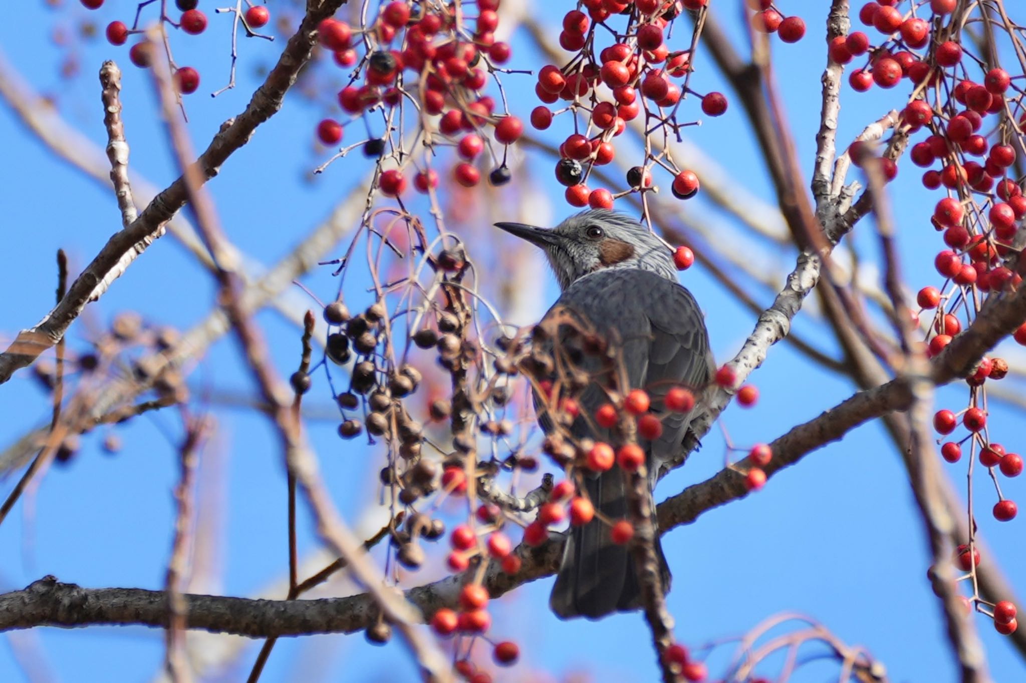 埼玉県民の森 ヒヨドリの写真 by あらどん