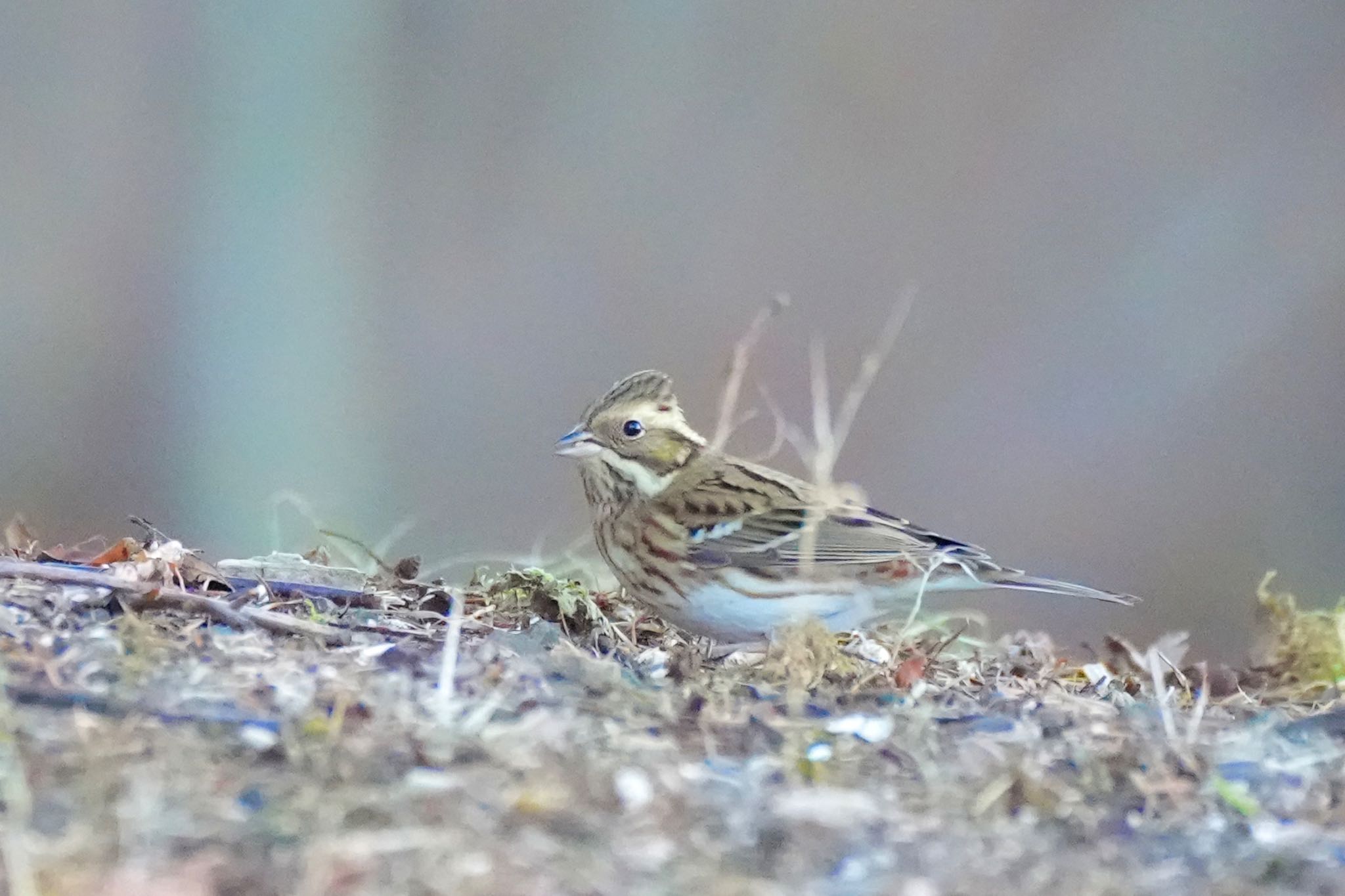 Rustic Bunting